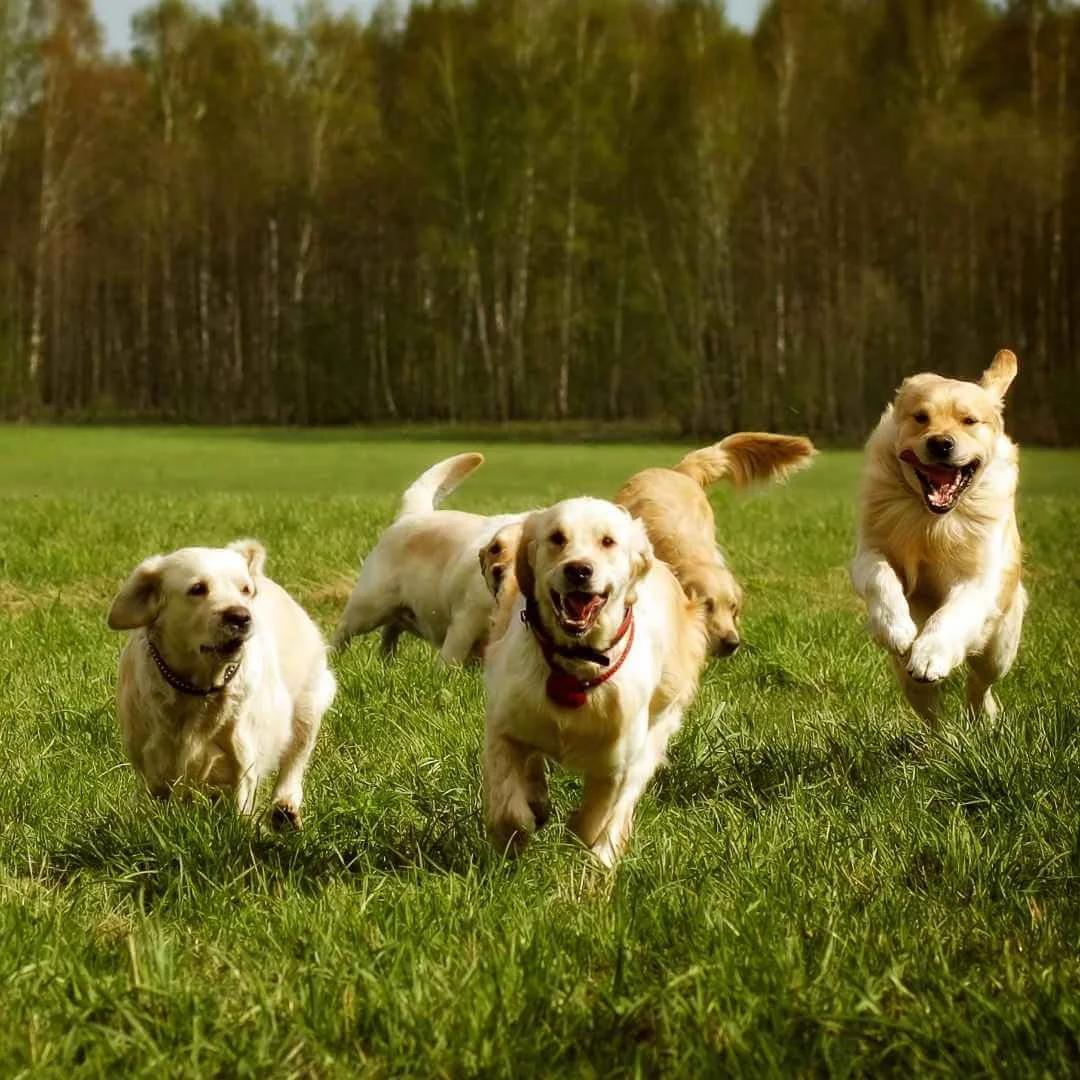 Doggy daycare deals for aggressive dogs